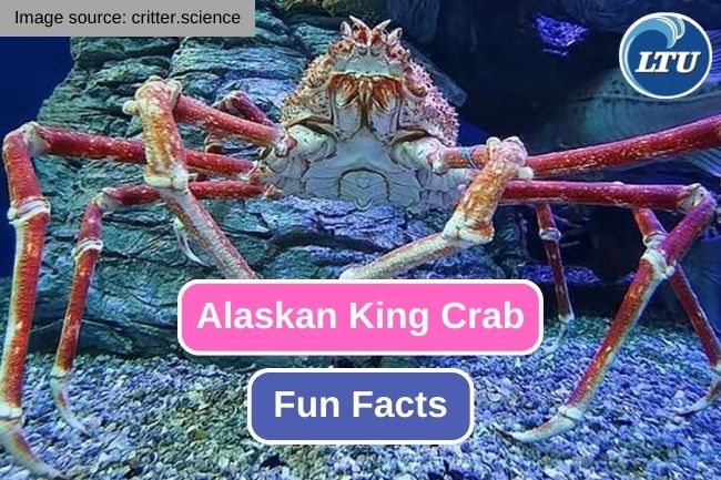 10 Impressive Facts about Alaskan King Crab